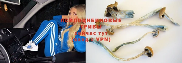 дмт Бородино
